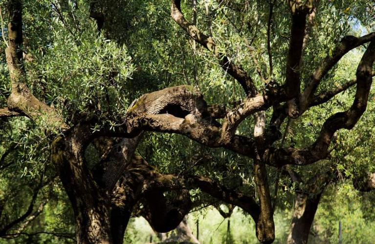 Among the timeless olive groves